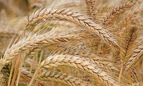 Egypt aims to enhance self-sufficiency in wheat and corn crops by 2025/2026